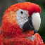 scalet macaw avatar
